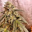 marshmellow-pancakes-weed-seeds-holy-smoke-seeds