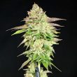 melon-madness-female-weed-seed-grateful-seeds