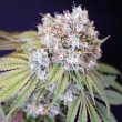 karma-melo-rado-female-weed-seeds