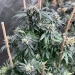 Midnight Special Regular Cannabis Seeds by Mosca Seeds