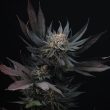 mimozz-weed-seed-perfect-tree-seed