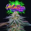 mimozz-weed-seed-perfect-tree-seed