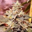 mint-driver-weed-strain-holy-smoke-seeds