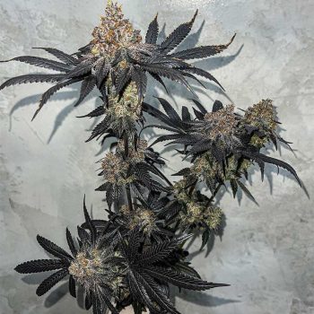 Miracle Fruit Feminized Cannabis Seeds by Symbiotic Genetics