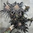 miracle-fruit-feminized-cannabis-seeds