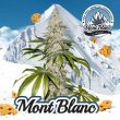 thseeds-mont-blanc-female-cannabis-seeds