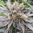 mop-chopper-karma-genetics-weed-strain