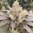 mop-chopper-karma-genetics-weed-strain