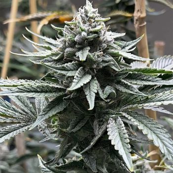 Watermelon Zaza S1 Feminized Cannabis Seeds By Tiki Madman x Mosca Seeds