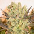 serious-seeds—motavation