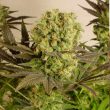 serious-seeds—motavation