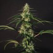 dampkring-new-jack-city_1