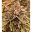 night-owl-seeds-pre-98-episode-1-f4-auto-cannabis-strain_1