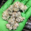 saint-expeditus-autoflowering-cannabis-night-owl-seeds