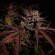 creme-de-la-compton-night-owl-seeds-autos