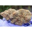 night-owl-seeds-autoflowering-outlier-z-cannabis-strains