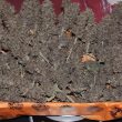 night-owl-seeds-dessert-isle-auto-cannabis-seeds