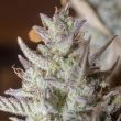 Scoopski F2 Autoflowering Cannabis Seeds by Night Owl Seeds