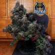night-owl-seeds-vacation-bubba-auto-flowering-strain