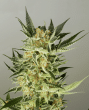nirvana-ak-48-auto-flowering-nirvana-seeds-2