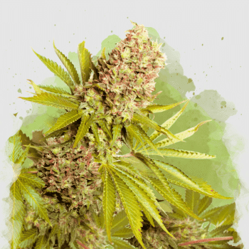 nirvana ak 48 auto flower seeds
