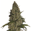 nirvana seeds amnesia feminized seeds