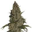 nirvana seeds amnesia feminized seeds