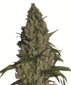 nirvana seeds amnesia feminized seeds