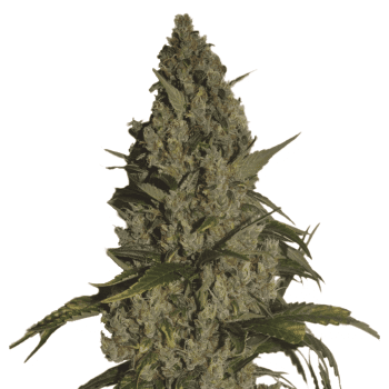 nirvana seeds amnesia feminized seeds