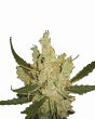 nirvana-amnesia-regular-seeds