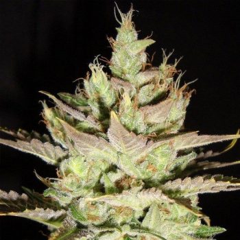 Northern Lights x Skunk #1 Marijuana Seeds By Ceres Seeds