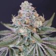 Now N Melon Female Cannabis Seeds by Karma Genetics