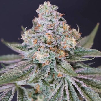 Now N Melon Female Cannabis Seeds by Karma Genetics