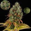 odv-sour-regular-cannabis-seeds-lady-sativa
