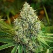 odv-sour-regular-cannabis-seeds-lady-sativa