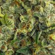 odv-sour-regular-cannabis-seeds-lady-sativa