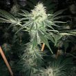 odv-sour-regular-cannabis-seeds-lady-sativa
