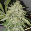 off-road-weed-seed-the-big-budha-family-farms-seeds