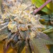 og-cheese-weed-seed-the-big-budha-family-farms-seeds_1_