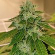 og-cheese-weed-seed-the-big-budha-family-farms-seeds_1_