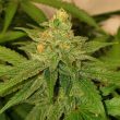 og-cheese-weed-seed-the-big-budha-family-farms-seeds_1_