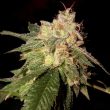 og-kush-female-weed-seeds-reserva-privada