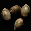 og-kush-female-weed-seeds-reserva-privada