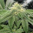 og-tini-cannabis-seeds-karma-genetics