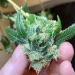 og-tini-cannabis-seeds-karma-genetics