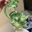 og-tini-cannabis-seeds-karma-genetics