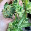 og-tini-cannabis-seeds-karma-genetics