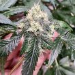 og-tini-cannabis-seeds-karma-genetics