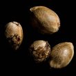 og-_18-female-weed-seeds-reserva-privada
