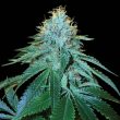 og-_18-female-weed-seeds-reserva-privada